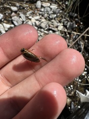 Thermonectus nigrofasciatus nigrofasciatus