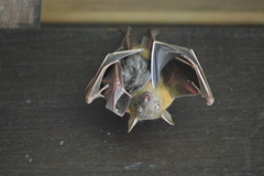 Cynopterus brachyotis