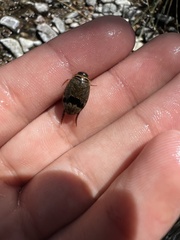 Thermonectus nigrofasciatus nigrofasciatus