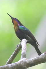 Leptocoma calcostetha