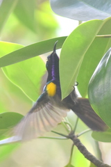 Leptocoma calcostetha