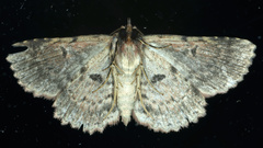 Artigisa impropria