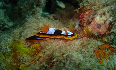 Chromodoris westraliensis