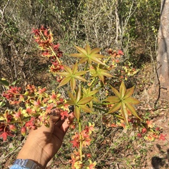 Sterculia foetida