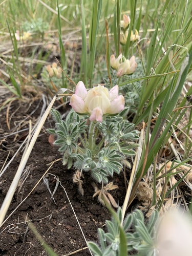 iNaturalist observation photo of chick lupine