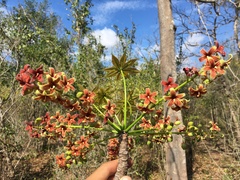 Sterculia foetida