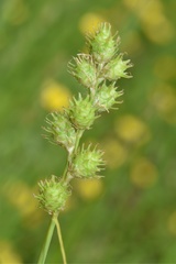 Carex reniformis