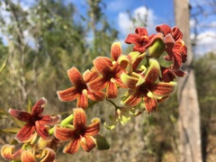 Sterculia foetida