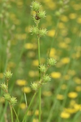 Carex reniformis
