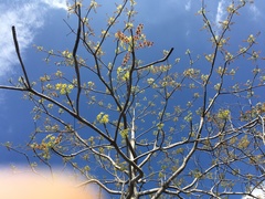 Sterculia foetida