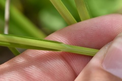 Carex reniformis
