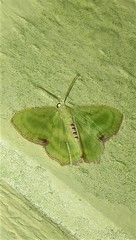 Metallochlora lineata