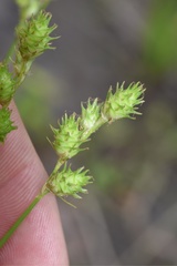 Carex reniformis