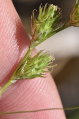 Carex reniformis