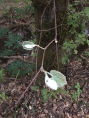 Aesculus californica