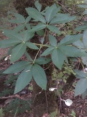 Aesculus californica