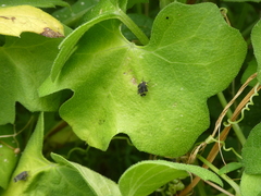 Dictyobia semivitrea