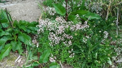Valeriana kawakamii