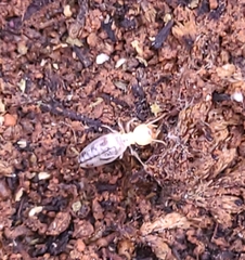 Termitinae