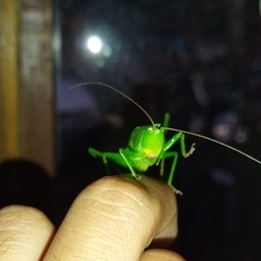 Neoconocephalus brevis