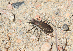 Cicindela duodecimguttata