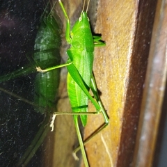 Neoconocephalus brevis