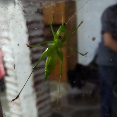 Neoconocephalus brevis