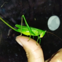 Neoconocephalus brevis