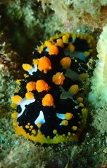 Phyllidia ocellata
