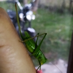 Neoconocephalus brevis