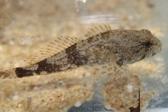Cottus carolinae
