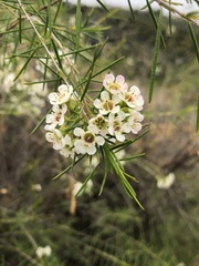 Chamelaucium