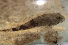 Cottus carolinae