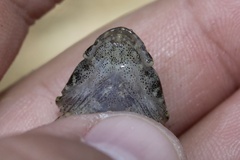 Cottus carolinae