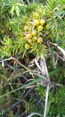 Juniperus formosana