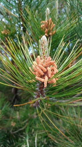 Image of Pinus taiwanensis by (c) Lin Scott, some rights reserved (CC BY)