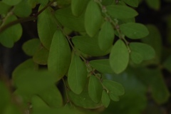 Phyllanthus niruri