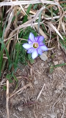 Gentiana arisanensis