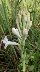 Polianthes tuberosa