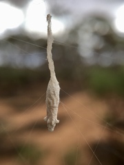 Eriostethus perkinsi