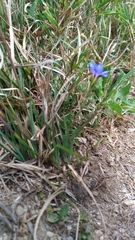 Gentiana arisanensis