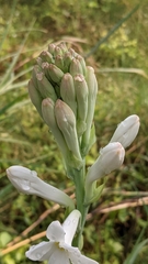 Polianthes tuberosa