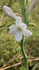 Polianthes tuberosa