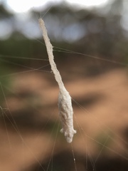 Eriostethus perkinsi