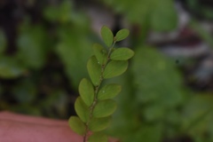 Phyllanthus niruri