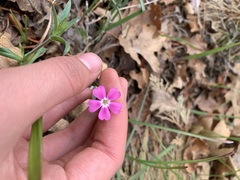 Phlox speciosa