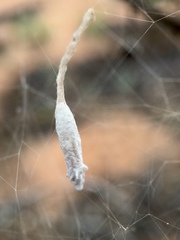 Eriostethus perkinsi