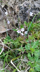 Veronica morrisonicola