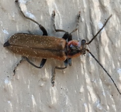 Cantharis quadripunctata