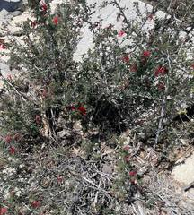 Calliandra californica